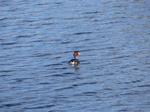 FZ011835 Great Crested Grebe (Podiceps cristatus).jpg